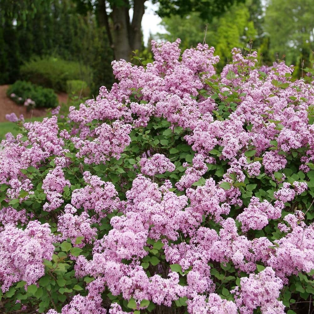 4.5 in. qt. Bloomerang Purpink Reblooming Lilac (Syringa) Flowering Shrub with Purple Pink Flowers - Hercitys
