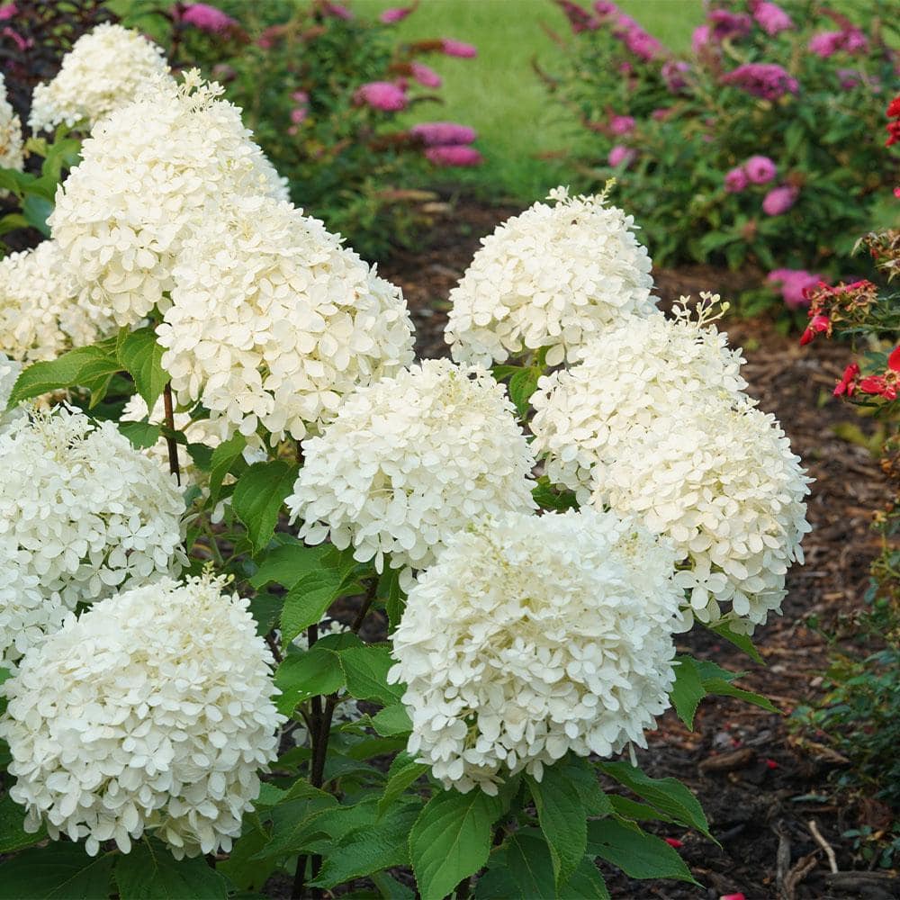 5 Gal. Puffer Fish Hydrangea Shrub - Hercitys