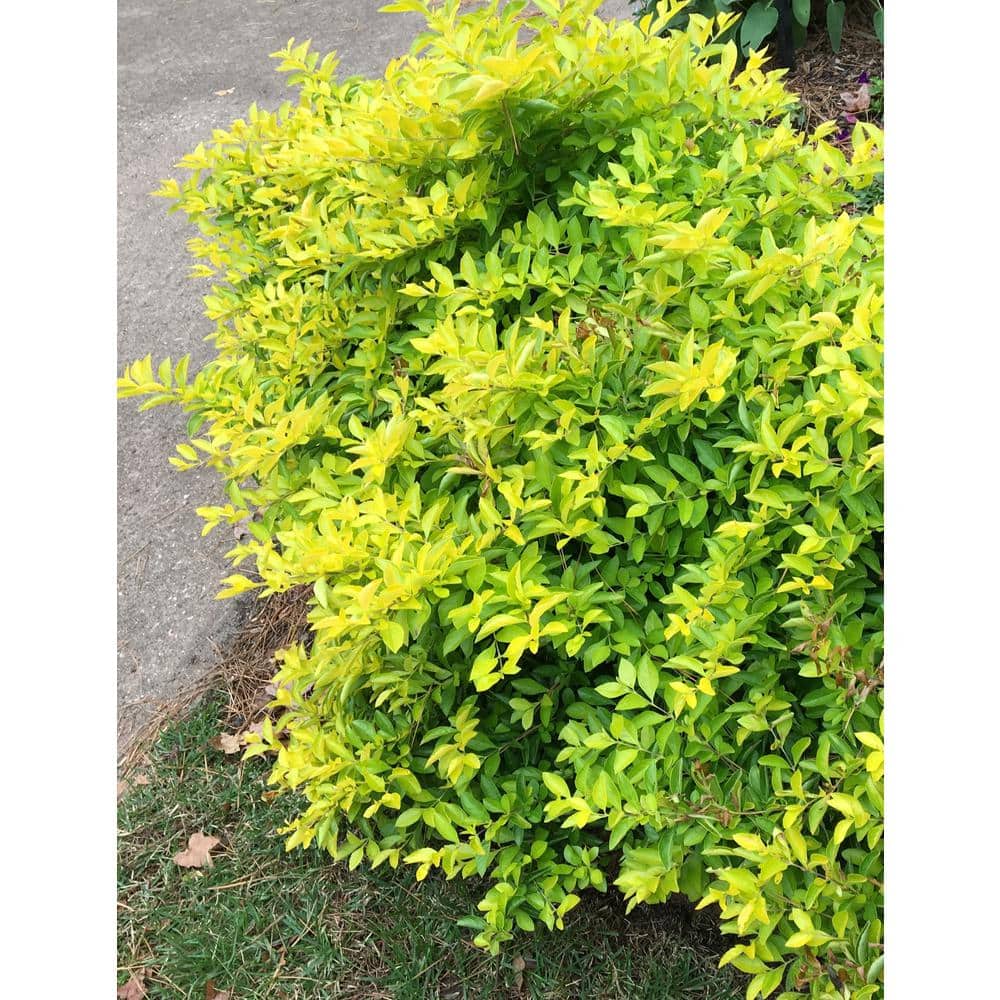 3 Gal. Gold Mound Duranta Flowering Shrub with Tiny Lavender Flowers - Hercitys