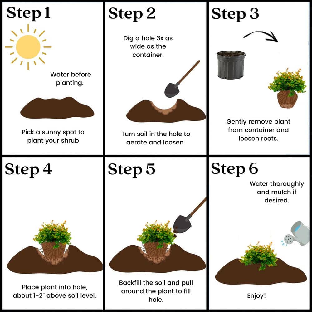 2.25 Gal. Canyon Creek Abelia Shrub with Pinkish-White Flowers - Hercitys