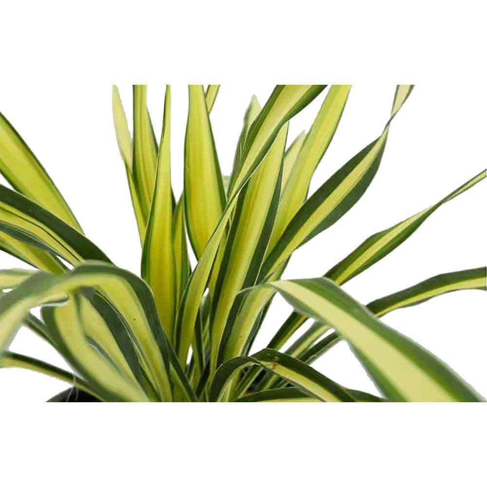 2.5 qt. Yucca Variegated Perennial (4-Pack) - Hercitys