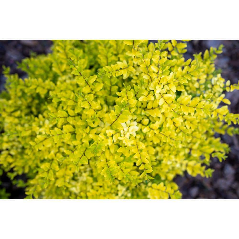 3 Gal. Sunshine Ligustrum Golden Privet Live Shrub with Golden-Yellow Foliage (1-Pack) - Hercitys