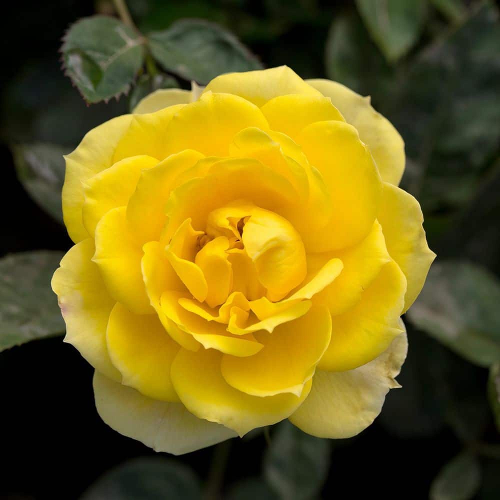 1 Qt. Sunblaze Yellow Mini Rose Bush with Yellow Flowers (3-Pack) - Hercitys