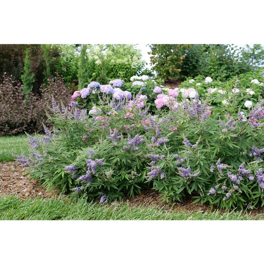 4.5 in. qt. Rock Steady Chastetree (Vitex agnus-Castus) Live Flowering Shrub with Purple Flowers - Hercitys