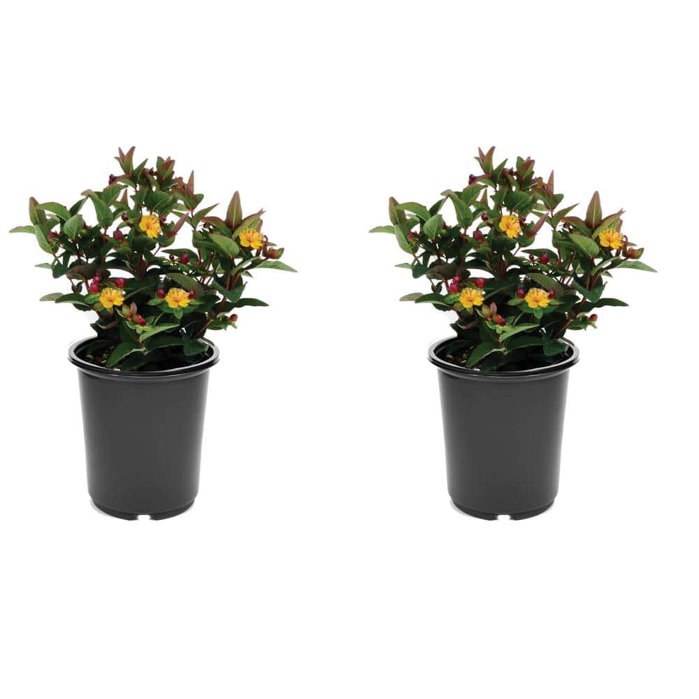 2.5 qt. Yellow Hypericum Granger Perennial (2-Pack) - Hercitys