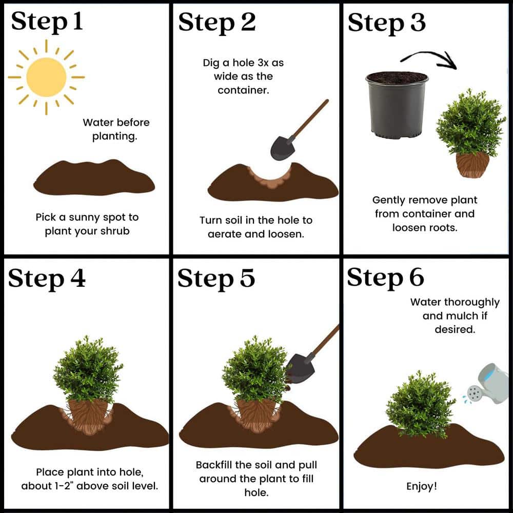 2.25 Gal. Needlepoint Holly Shrub with Dark Green Foliage - Hercitys