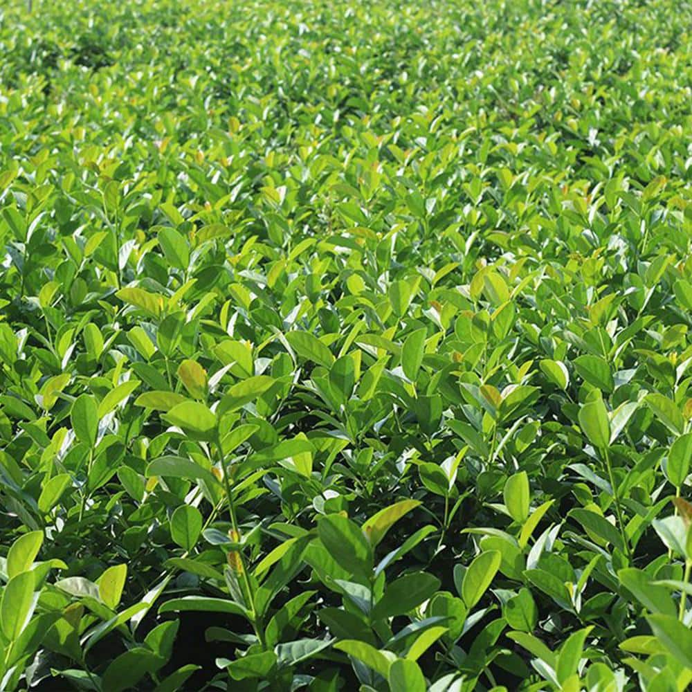 3 ft. to 4 ft. Tall Sweet Viburnum in Grower’s Pot, Fragrant White Flowers - Hercitys