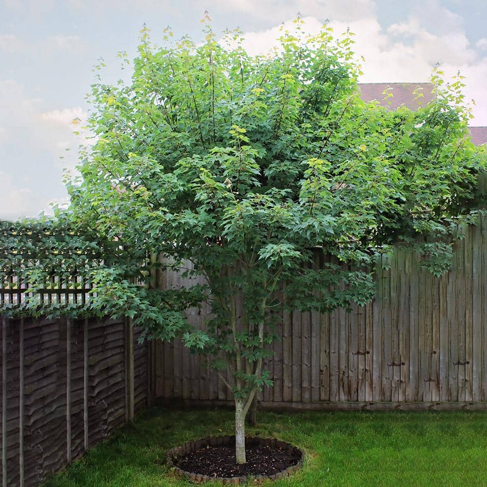 #5 Pot Sun Valley Maple Tree - Hercitys