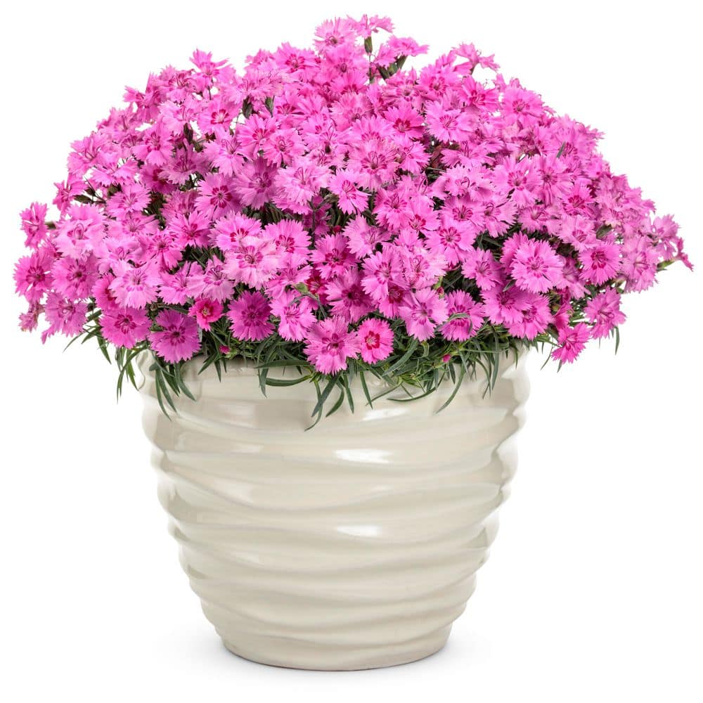 0.65 Gal. Paint the Town Fancy Pinks (Dianthus Hybrid) Live Perennial Plant with Pink Flowers - Hercitys