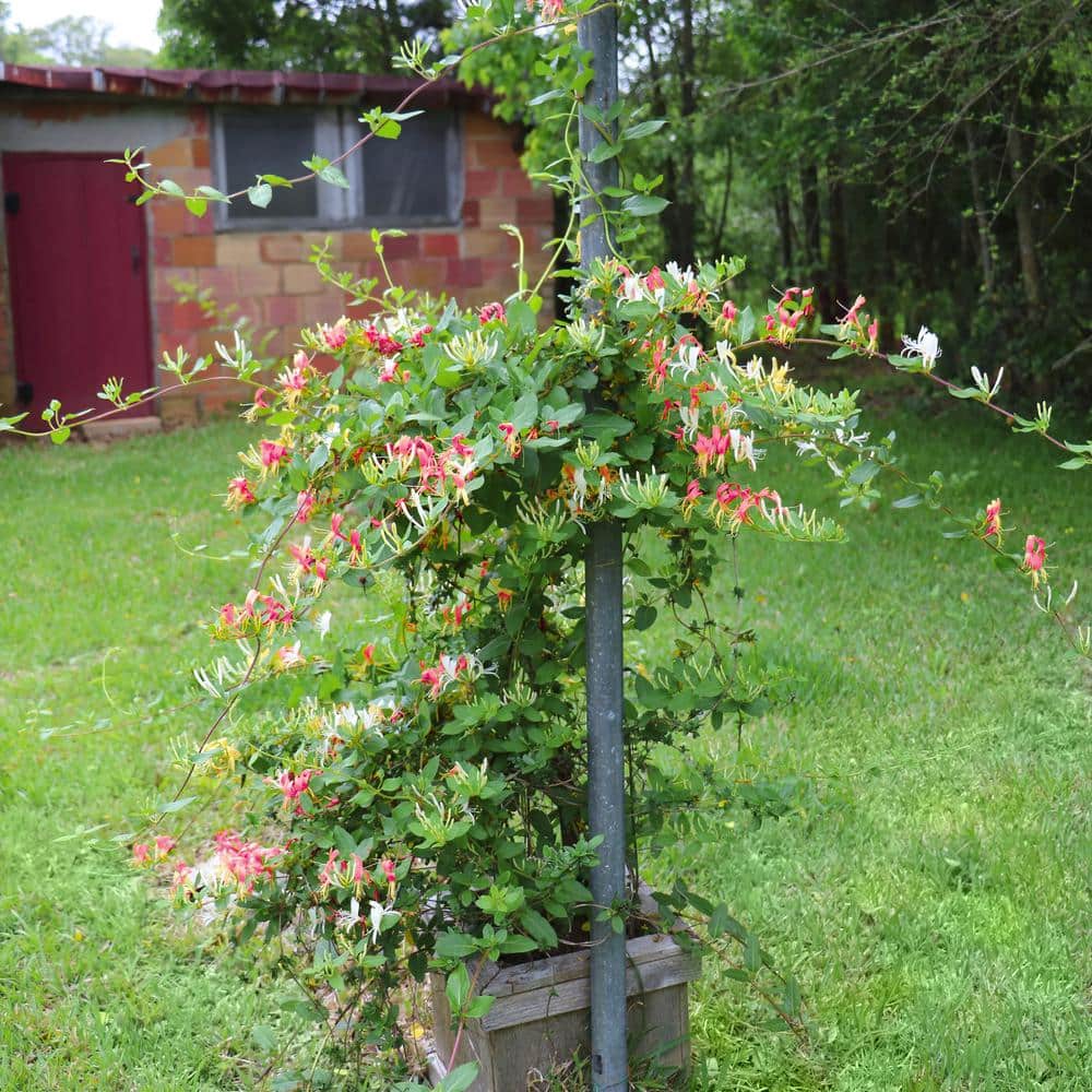 4 in. Honeysuckle Peaches and Cream Plant (3-Pack) - Hercitys