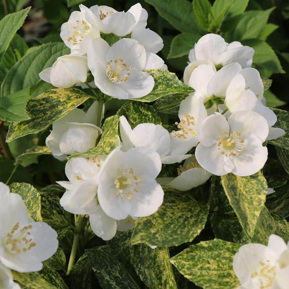 1 Gal. Illuminati Sparks (Philadelphus), Live Plants, Shrub, White Flowers - Hercitys