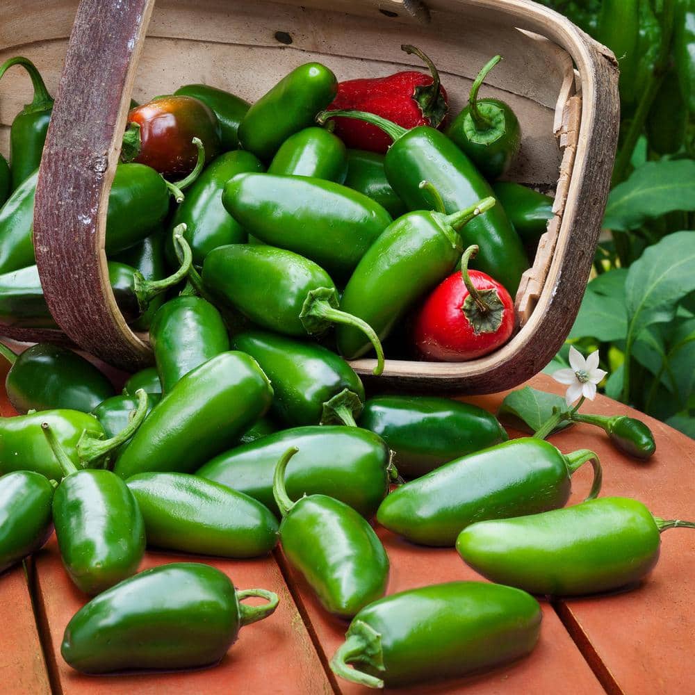19 oz. Hot Jalapeno Pepper Plant (2-Pack) - Hercitys