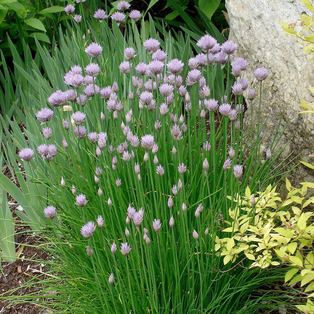 19 oz. Onion Chives Herb Plant (2-Pack) - Hercitys