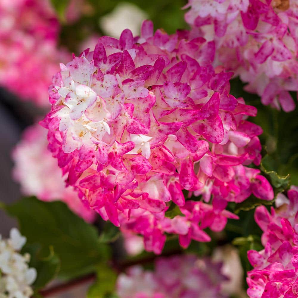 2 gal. Spring Sizzle Hydrangea Shrub - Hercitys