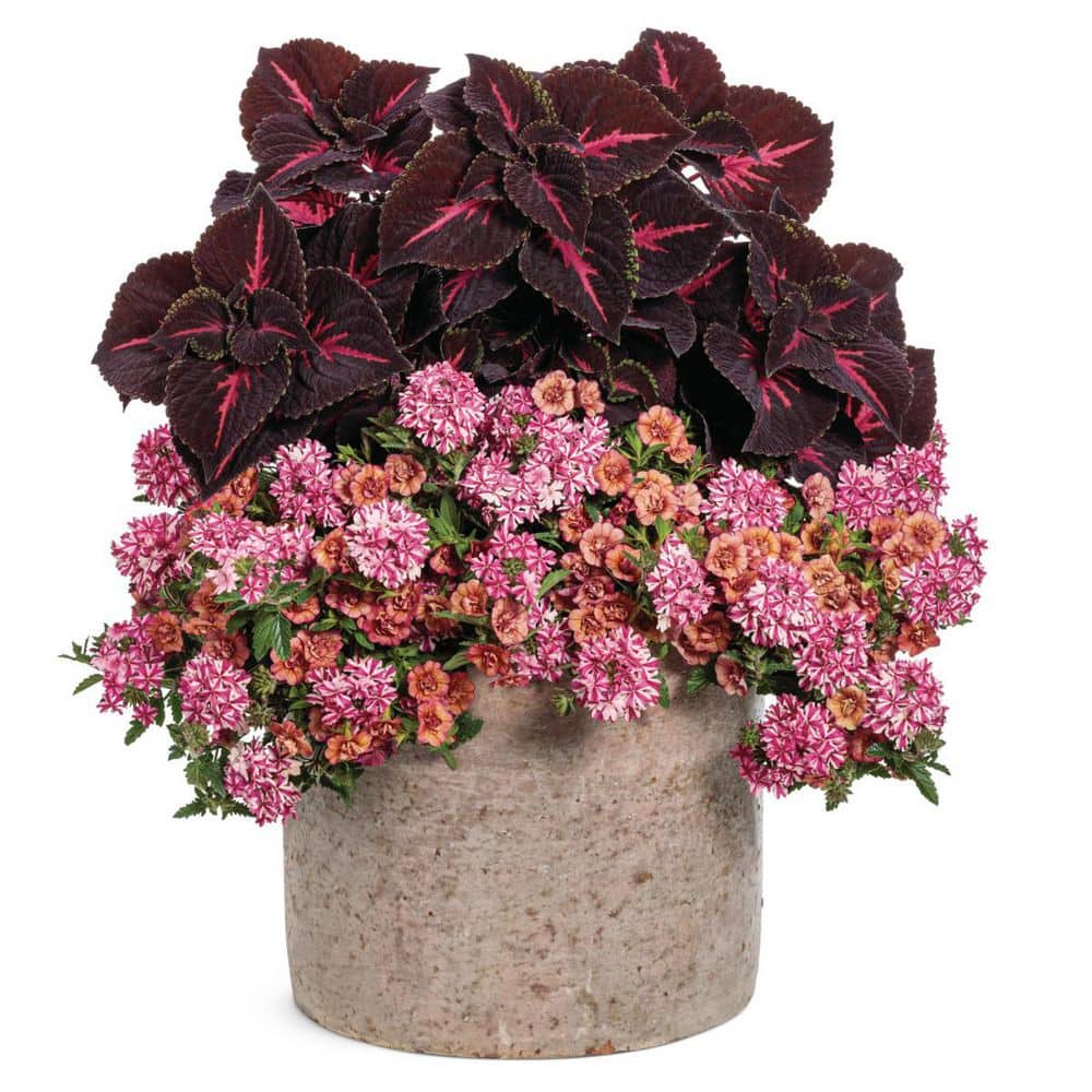 4.25 in. Eco+ Grande Superbena Cherryburst (Verbena Hybrid) Live Annual Plant with Pink Flowers 4-Pack - Hercitys