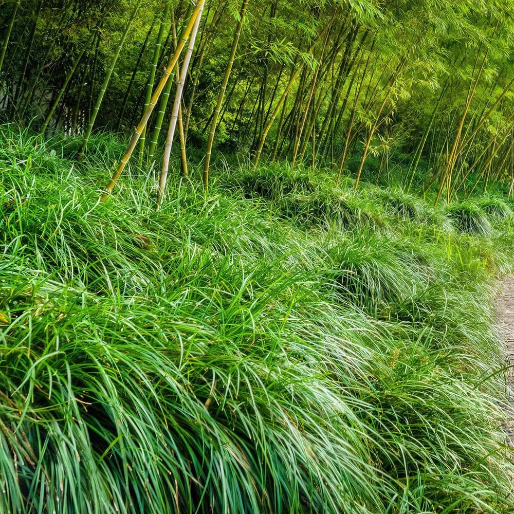 1 g Dwarf Mondo Grass Plant - Hercitys