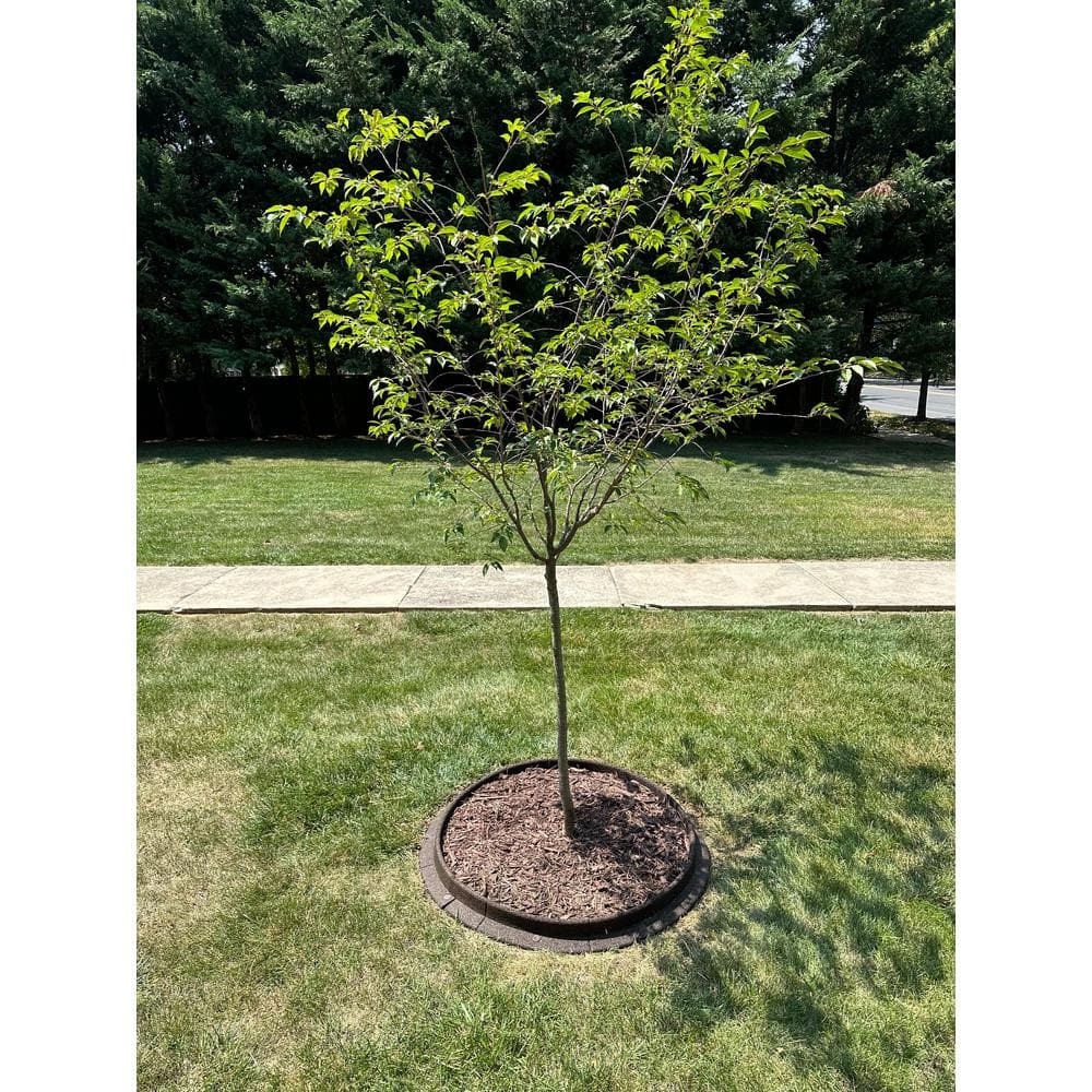 36 in. Black Recycled Rubber Tree Ring (1-Pack) - Hercitys