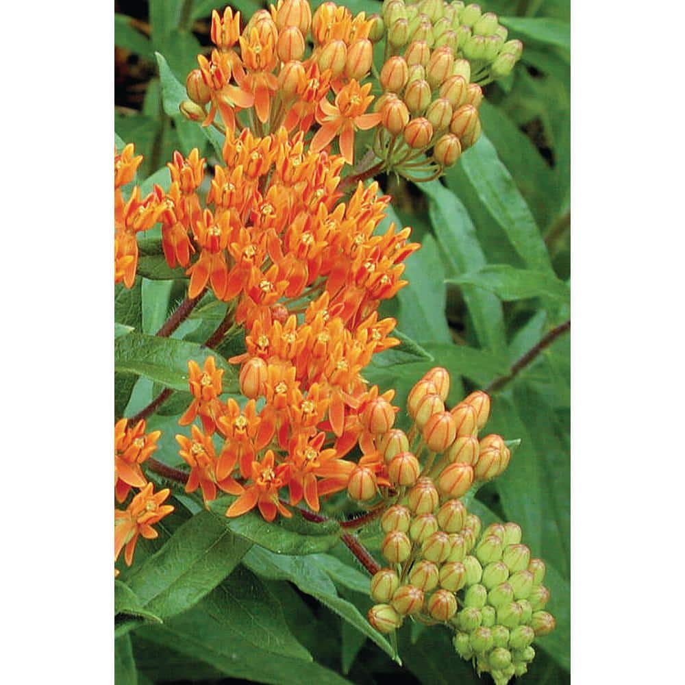 2.5 qt. Asclepias Butterfly Weed Plant Gold Flower in Grower’s Pot (2-Packs) - Hercitys