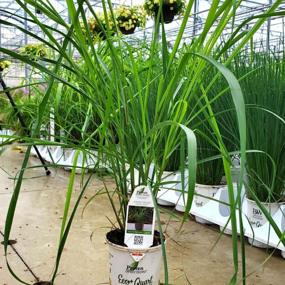 4.5 in. Qt. Proven Selections Lemony Snicket Lemongrass (Cymbopogon Citratus) Live Annual Plant with Green Foliage - Hercitys