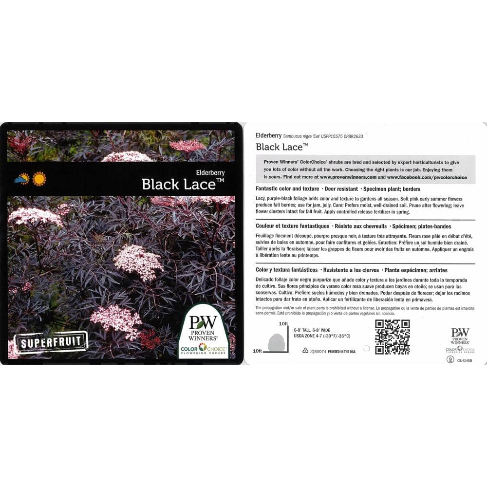 4.5 in. Qt. Black Lace Elderberry (Sambucus) Live Shrub, Pink Flowers - Hercitys
