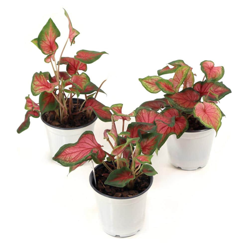 4 in. Caladium Sangria Perennial Plant (3-Pack) - Hercitys