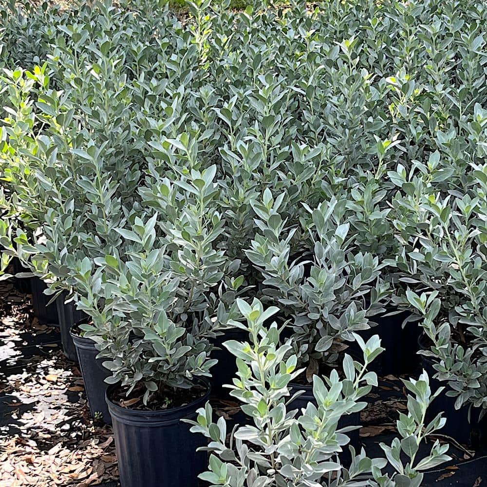 3 Gal. Silver Buttonwood Shrub with White Flowers - Hercitys