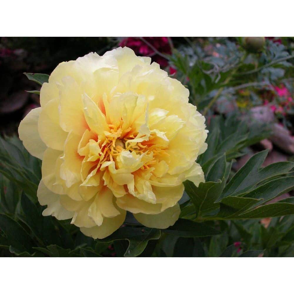 3 Gal. Bartzella Peony (Paeonia Itoh) Live Shrub with Bright Yellow-Deep Red Double Blooms - Hercitys