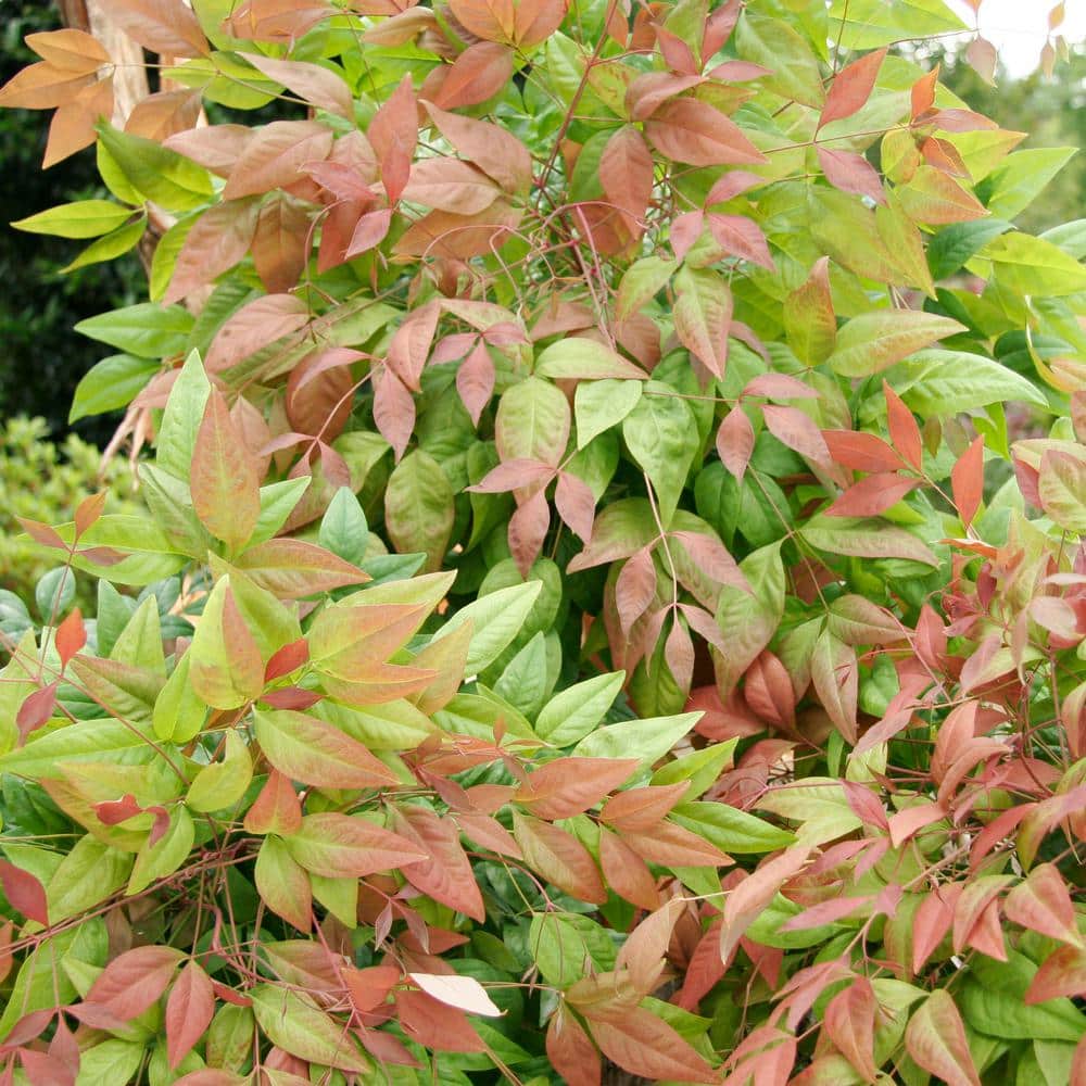 2 Gal. Nandina Blush Pink Shrub with Pink and Red Foliage - Hercitys