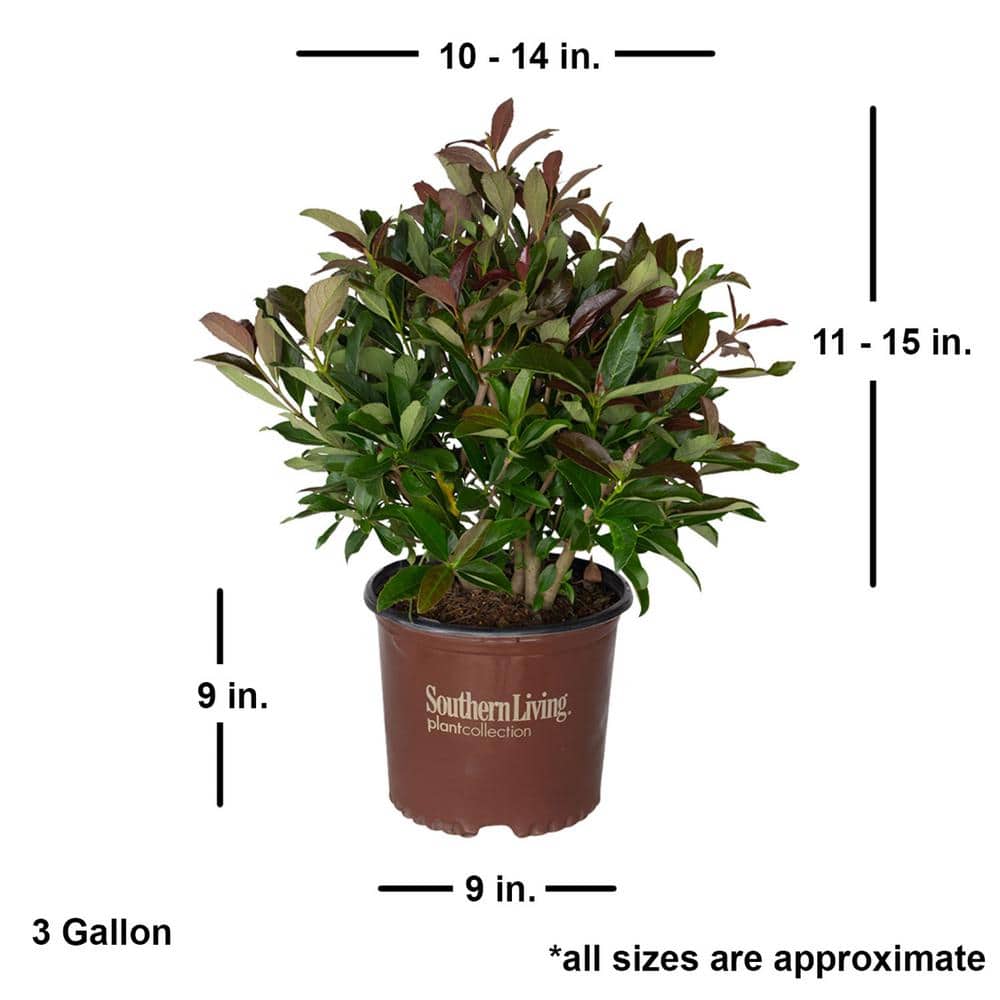 3 Gal. Coppertop Sweet Viburnum Shrub with Olive Green to Dark Red Evergreen Foliage - Hercitys