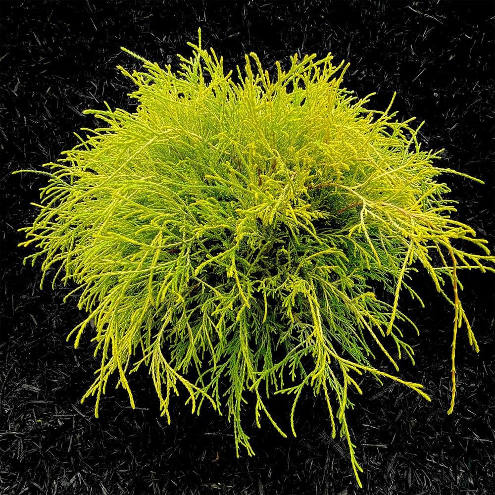 2.5 Qt. Gold Mop False Cypress Shrub with Golden Foliage - Hercitys