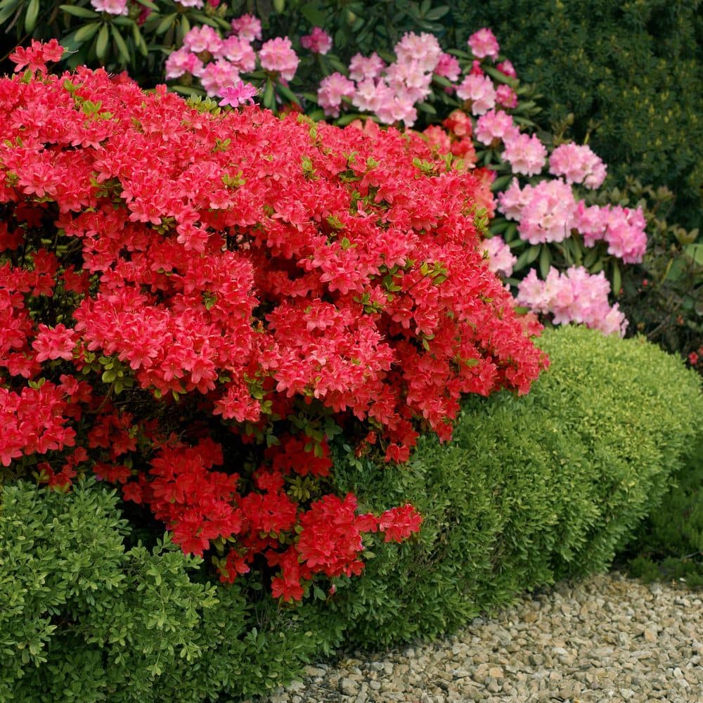 2.5 Quart Azalea ‘Stewartstonian’ Flowering Shrub with Red Flowers - Hercitys