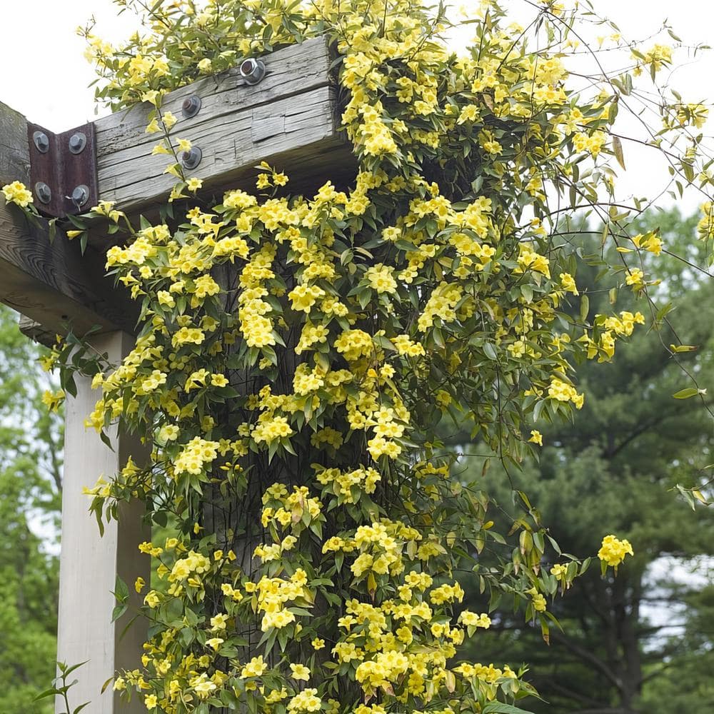 1 gal. Carolina Jessamine Plant with Yellow Flowers - Hercitys