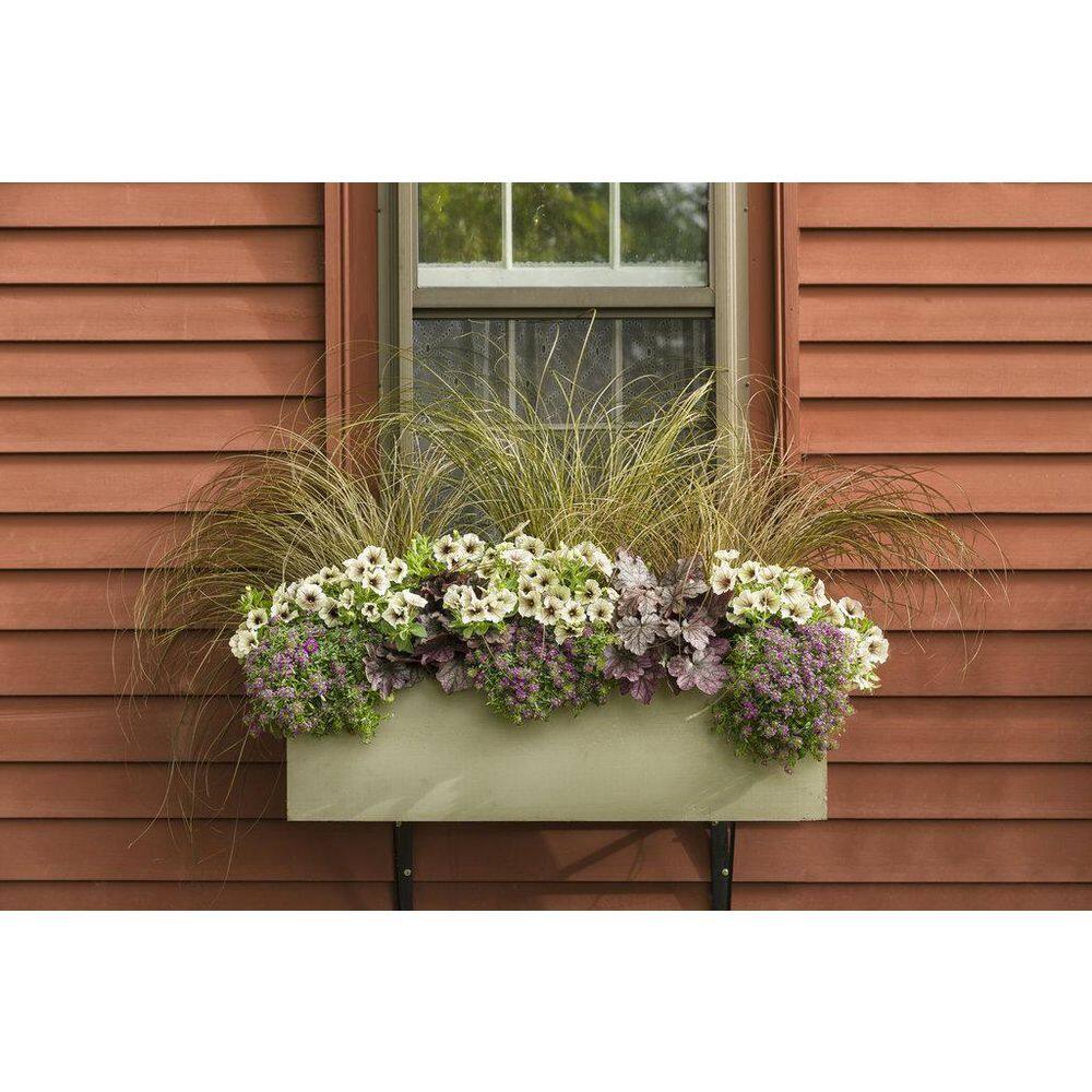 4.25 in. Eco+Grande Supertunia Latte (Petunia) Live Plant, Silver-White and Brown Flowers (4-Pack) - Hercitys