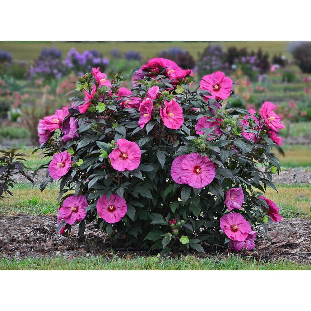 2 Gal. Summerific ‘Berry Awesome’ Rose Mallow (Hibiscus Hybrid), Live Perennial Plant, with Pink Flowers - Hercitys