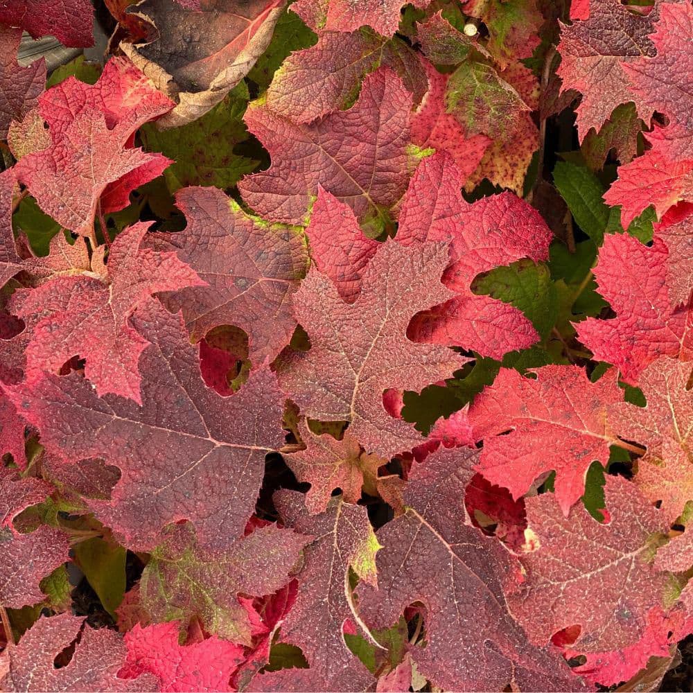 4.5 in. qt. Gatsby Glow Ball Oakleaf Hydrangea (Quercifolia) Live Flowering Shrub with White to Green Flowers - Hercitys