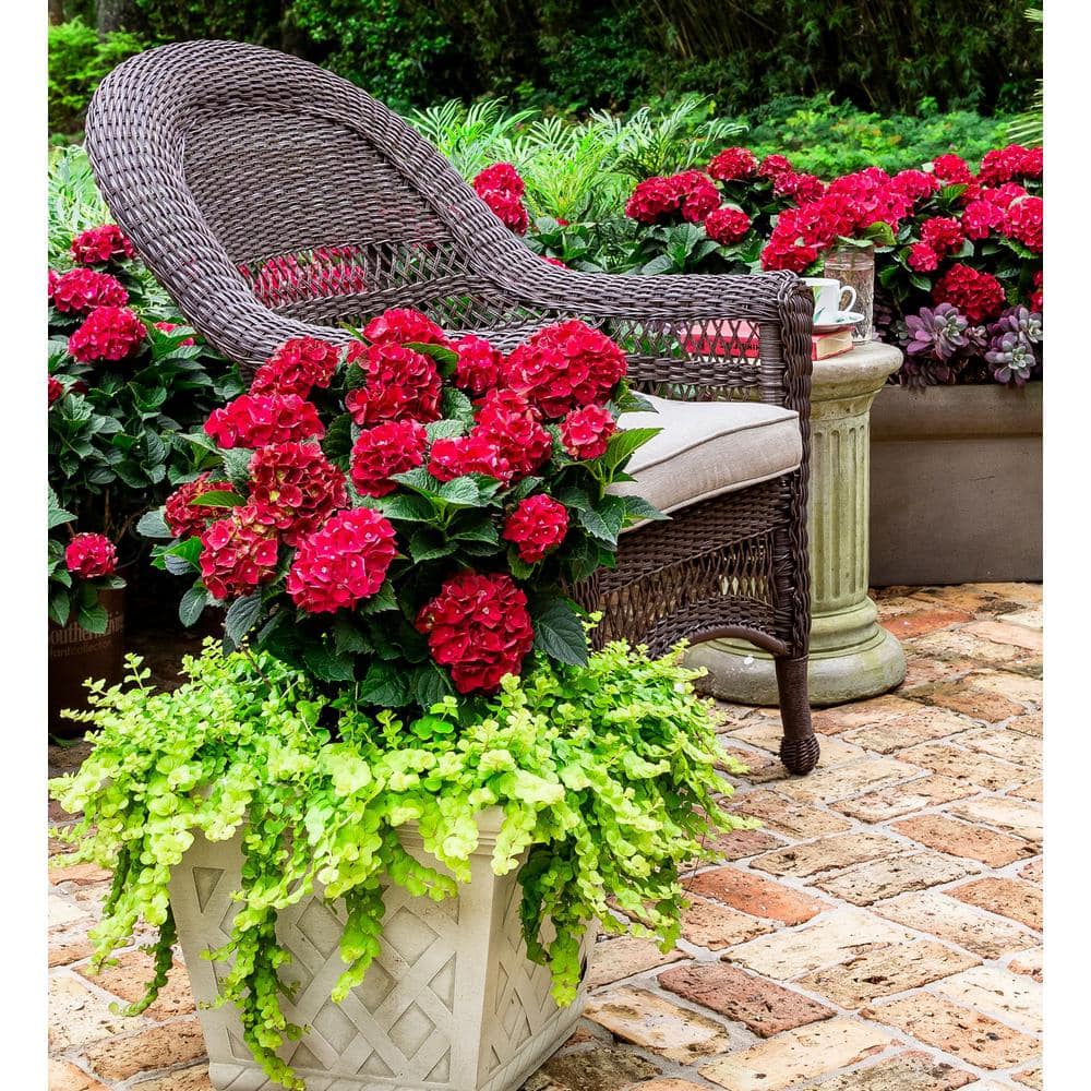 2 Gal. Heart Throb Hydrangea Shrub, Live Blooming Plant with Cherry Red Flowers - Hercitys