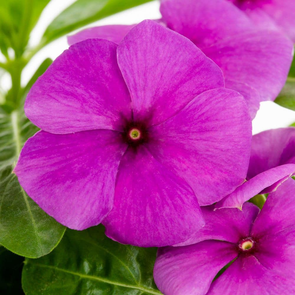 2 qt. Vinca Blue Annual Plant (3-Pack) - Hercitys