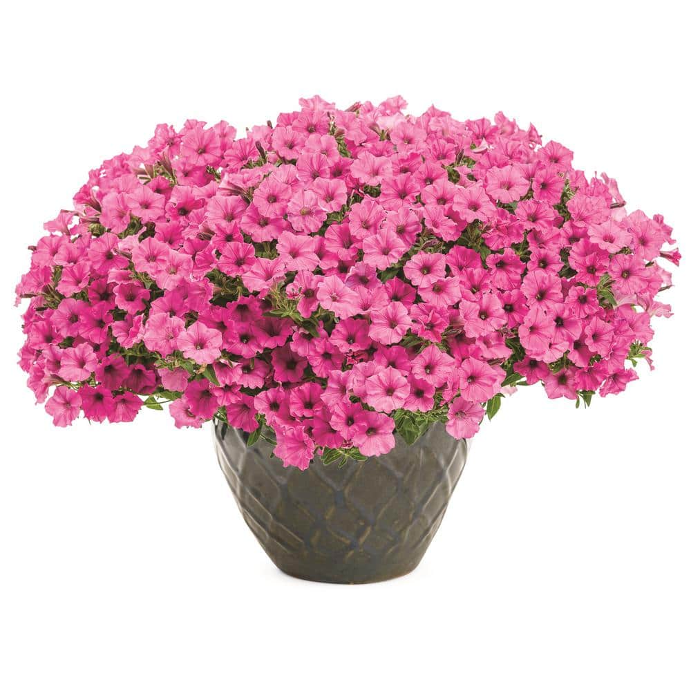 4.25 in. Eco Plus Grande, Supertunia Mini Vista Hot Pink (Petunia), Live Annual Plant, with Pink Flowers (4-Pack) - Hercitys