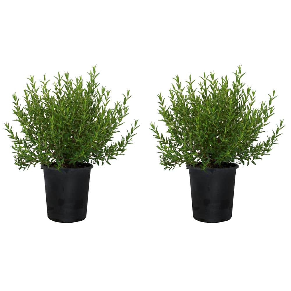 #5 Container Orchid Rock Rose Shrub (2-Pack) - Hercitys