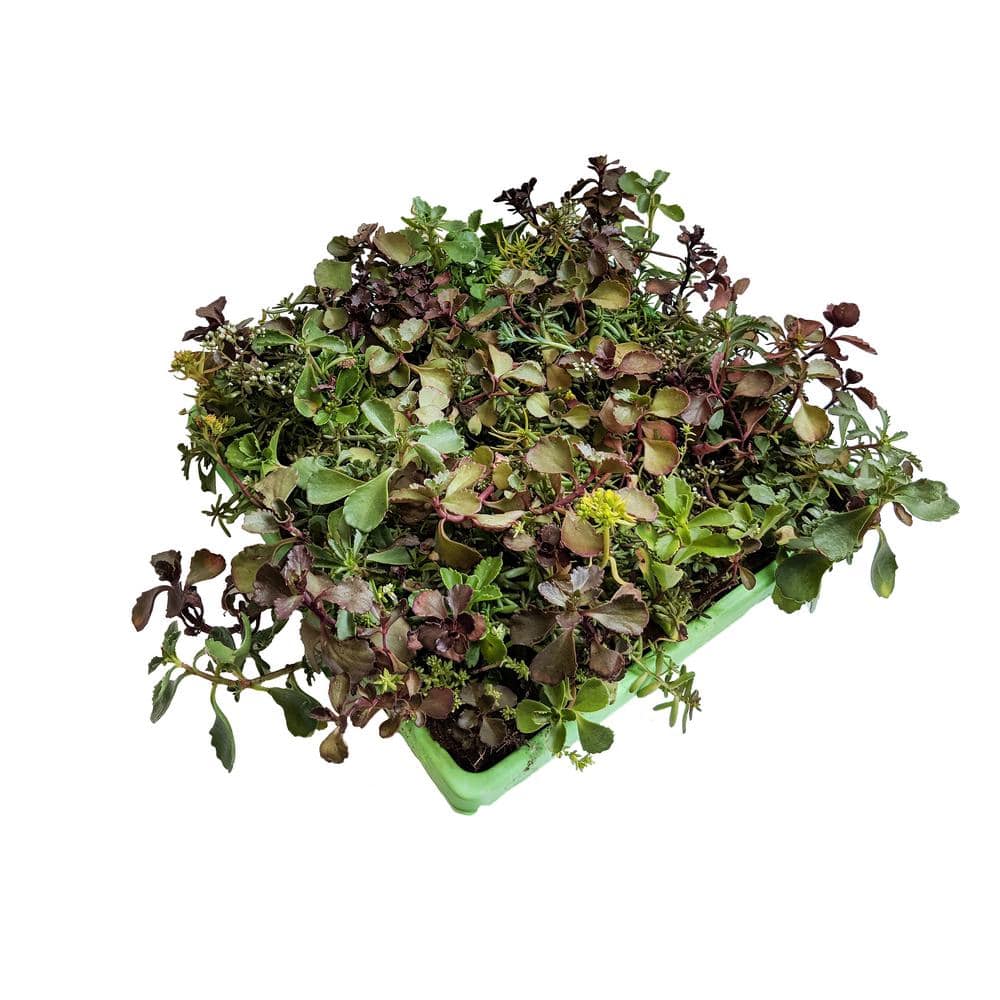 10 in. x 10 in. Perennial Sedum Tile Paver Mix (2-Pack) - Hercitys