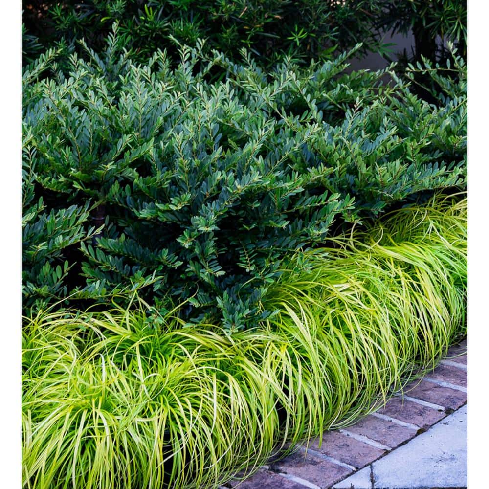 2 Gal. Bayou Bliss Distylium, Evergreen Shrub with Soft Blue-Green Foliage and a Rounded Habit - Hercitys