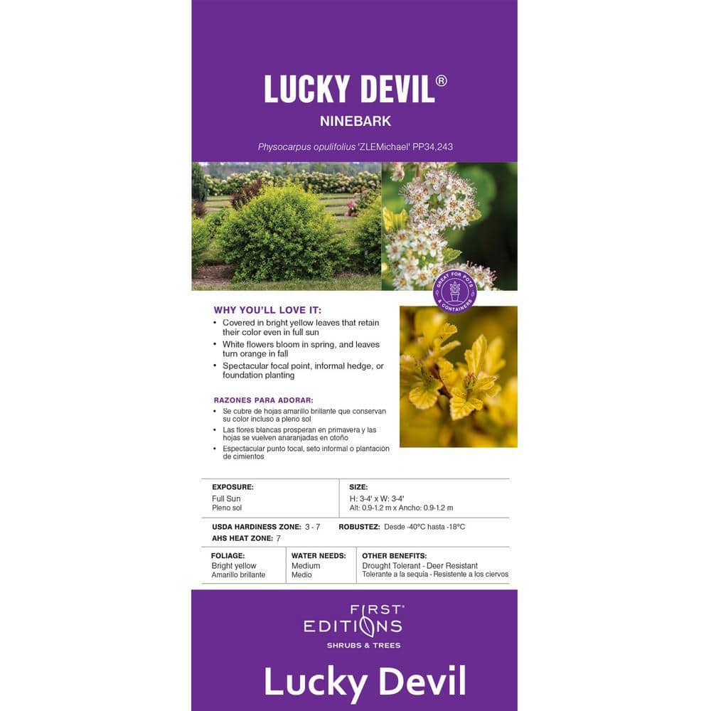 2 Gal. Lucky Devil Ninebark Shrub with Bright Yellow Foliage - Hercitys