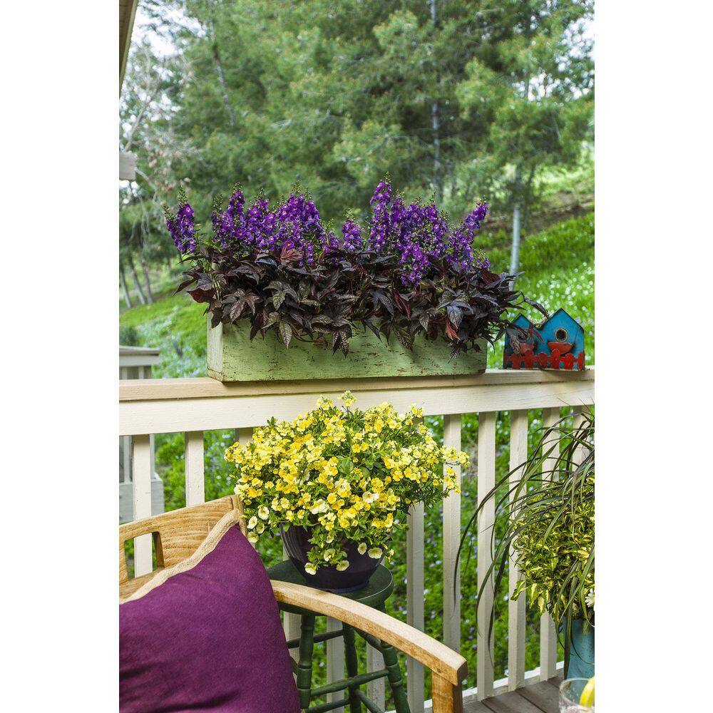 4.25 in. Eco+Grande Sunsatia Lemon (Nemesia) Live Plant, Yellow Flowers (4-Pack) - Hercitys