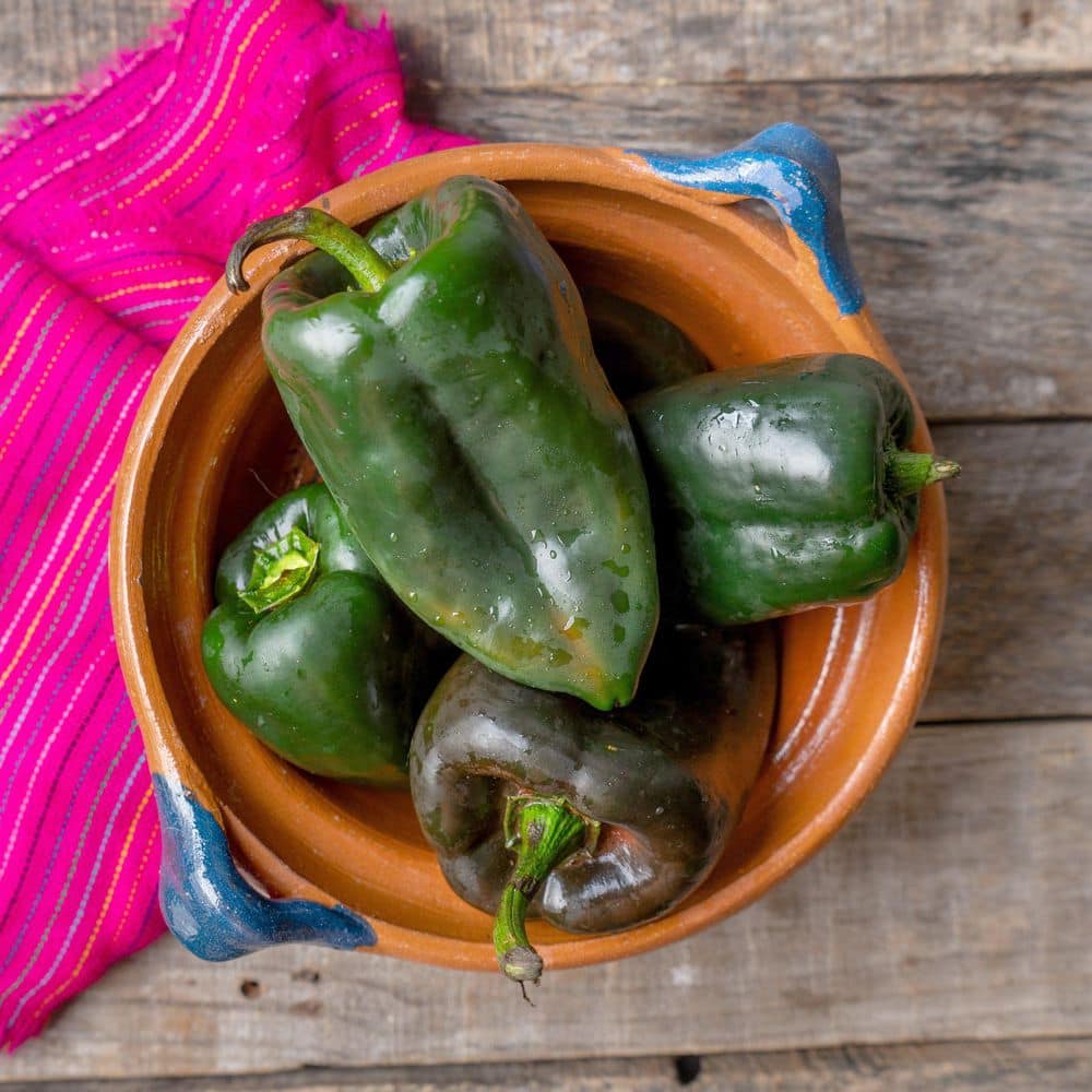 2.5 in. Chile Pepper Poblano Plant 3-Piece - Hercitys