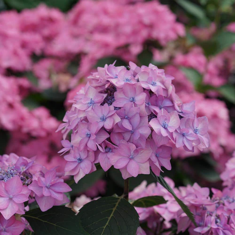 2 Gal. Let’s Dance Can Do Hydrangea Shrub with Pink Blooms - Hercitys