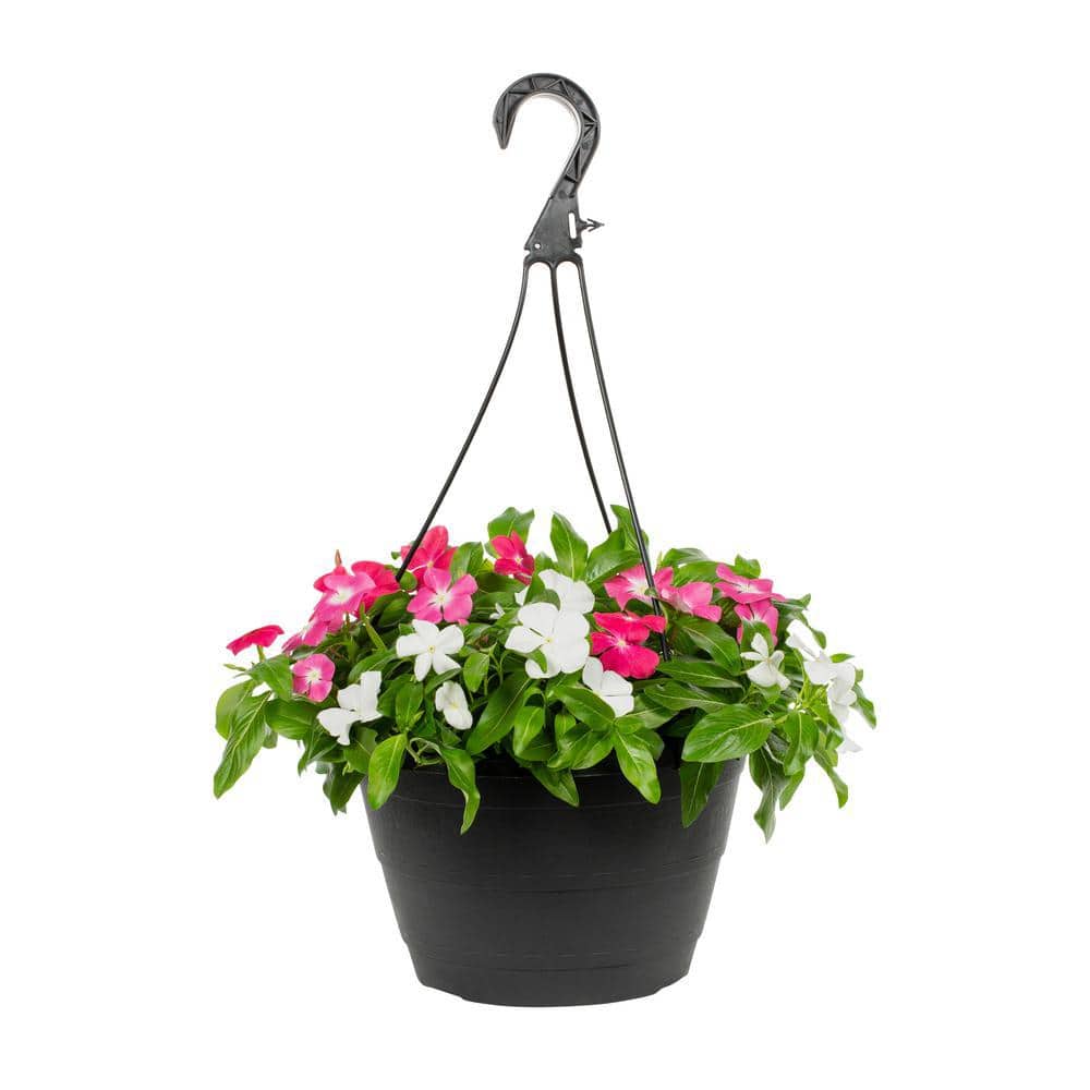 1.25 Gal. Vinca Trailing Swirl Hanging Basket Annual Plant (1-Pack) - Hercitys