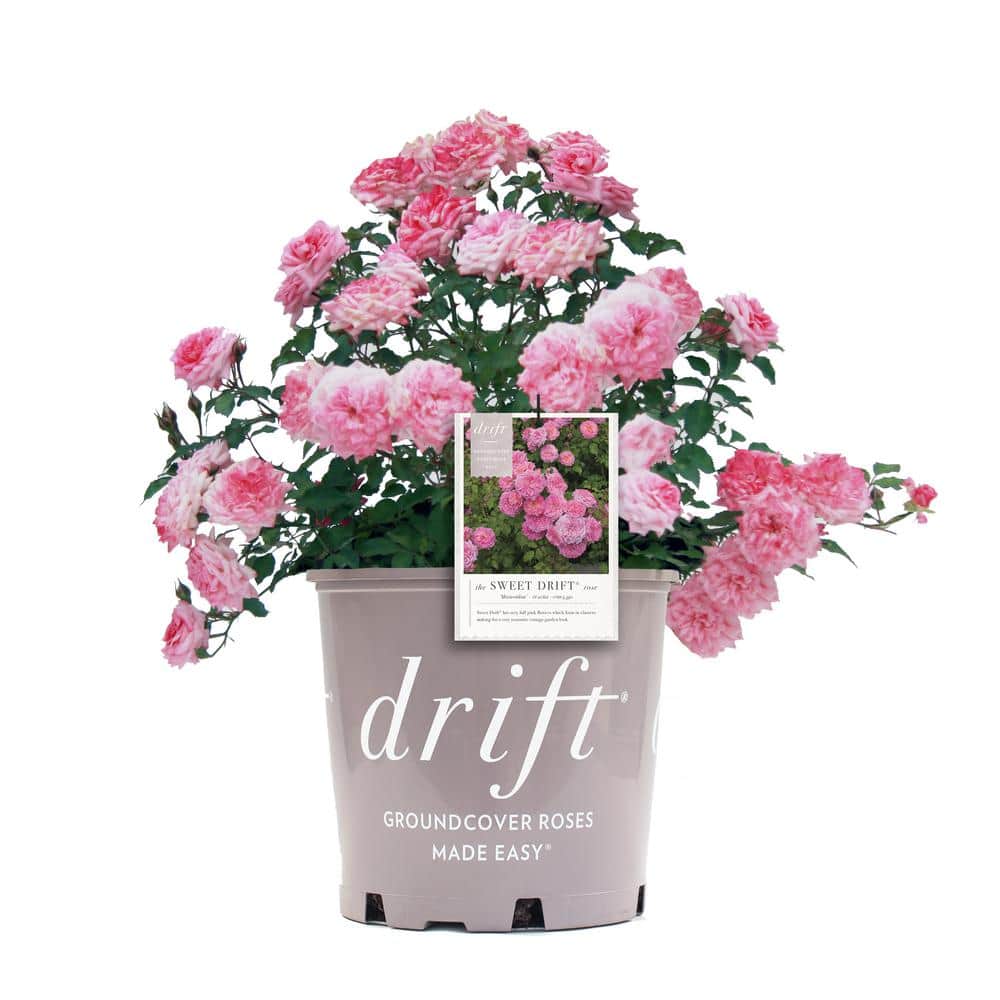 2 Gal. Sweet Drift Rose Bush with Pink Flowers - Hercitys