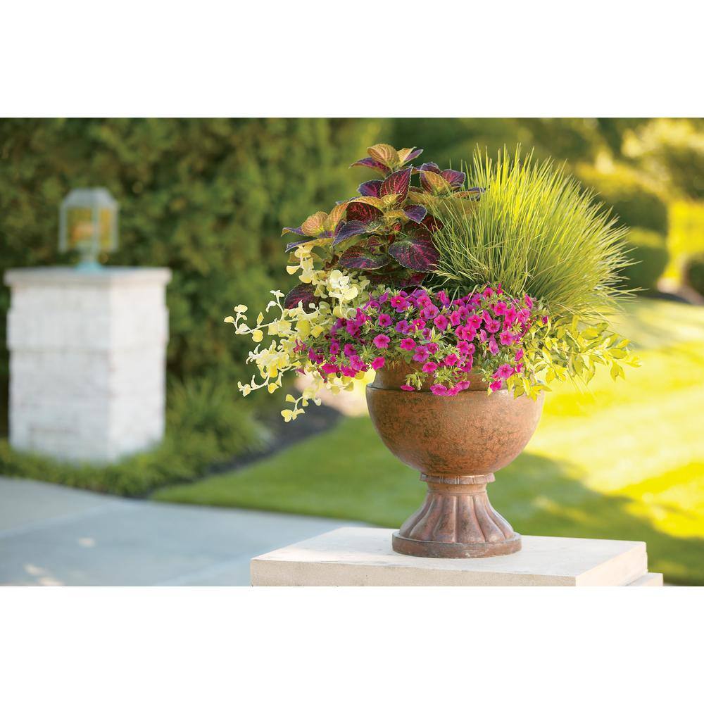 4.25 in. Eco+Grande, Superbells Pink (Calibrachoa) Live Plant, Pink Flowers (4-Pack) - Hercitys