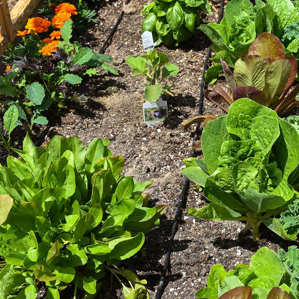 1/4 in. x 100 ft. Dripline with 12 in. Emitter Spacing - Hercitys