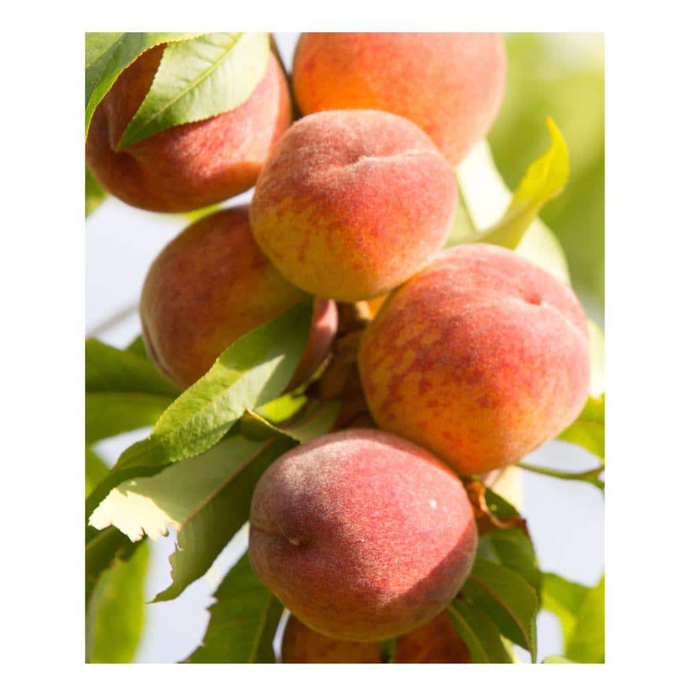5 Gal. Tropic Beauty Peach Tree - Hercitys